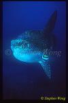 Mola Mola 115 being cleaned by Bannerfish