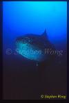 Mola Mola 119 being cleaned by Bannerfish