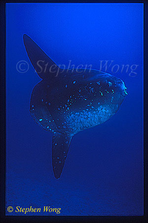 Mola Mola 120