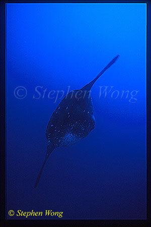 Mola Mola 121