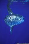 Mola Mola 130 051304