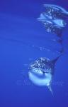 Mola Mola 139 051304