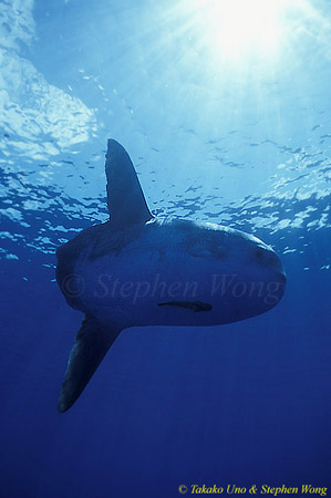 Mola Mola 143 051304