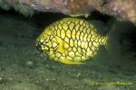 Pineapple Fish 01 Stephen WONG 080127