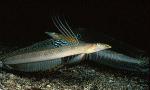 Sand Diver, Trichonotus Sand Darters 01 fighting, halsteadi