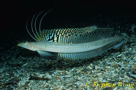 Sand Diver, Trichonotus Sand Darters 03 male, halsteadi, Harem Winner