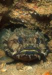 Toadfish 01a A face only a mother loves.