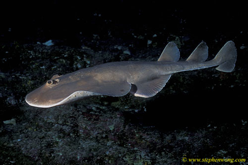 Torpedo or Electric Ray 01 socorro 060104, can light up a lightbulb!