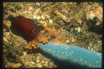 Anemone, 103 & Linckia Starfish, who is eating who