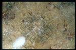 Anemone, 104 (seasame seed sand anemone)