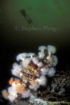 Anemone, Giant Plumose Anemones 01, Van Is 110103