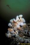 Anemone, Giant Plumose Anemones 02, Van Is 110103