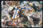 Sea Cucumber, 01 Bohadschia graeffei, juvenile