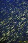 Sea Grass 01, Vancouver Island 110103