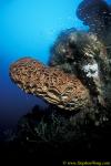 Sponge, 106 Salvador Dali Sponge 05 090106