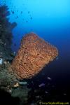 Sponge, 108 Salvador Dali Sponge 07 090106