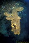 Sponge, 112 Salvador Dali Sponge 11 090106