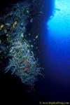 Sponge, 118 Ropes 090106
