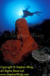 Sponge, 129 & Takako, RA0607 Stephen WONG 010109