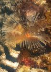 Tube Worm & Baby Scorpionfish 01