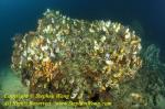 Tunicate 05t Ascidians 01t Polycarpa aurata, RA0607 Stephen WONG 010109