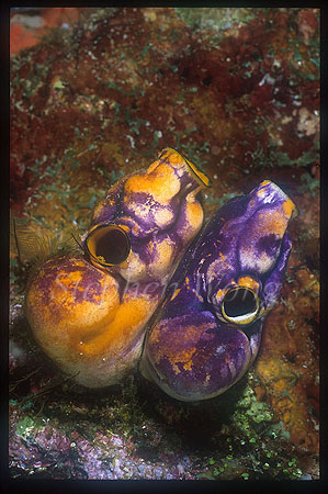 Tunicate, 101 Polycarpa aurata
