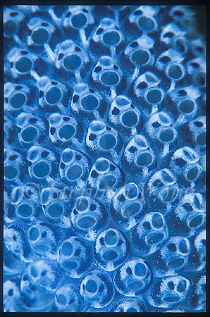 Tunicate, 102 Colonial Tunicate, Clavelina moluccensis