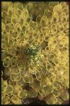 Tunicate, 103 Colonial Tunicate, Perophora modificata