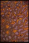 Tunicate, 104 Colonial Tunicate