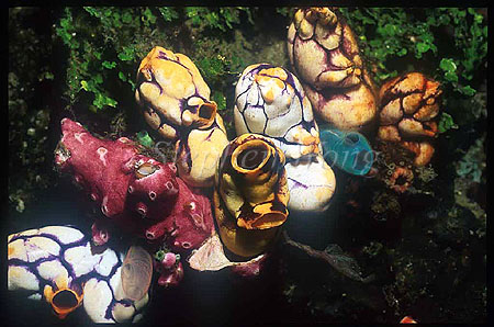 Tunicate, 108
