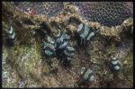 Worm, Acoel Flatworm 01 Waminoa sp
