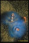 Worm, Christmas Tree Worm 01