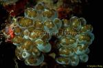 Worm, Flatworm on Bubble Coral 01 080103