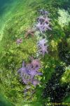 Reef & Wide Scenes