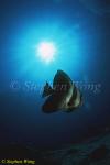 Batfish 01 Tall-fin 080103