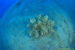 Coral Organ 01jpg090106
