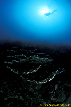 Coral Plates 09jpg090106