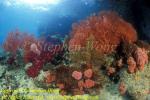 Coral Reef 03t Sea Fan, Soft Coral, Cup Coral Ra0607 Stephen WONG 010109