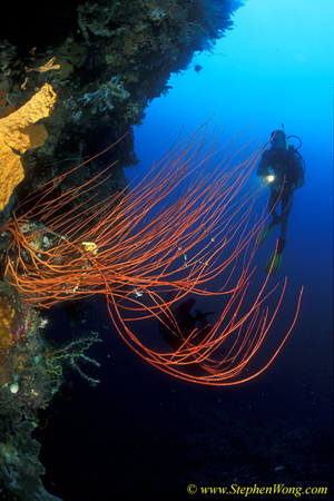 Coral Wire 02jpg090106