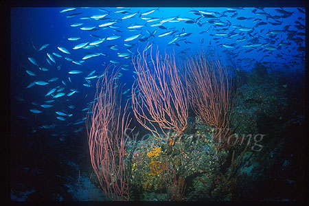 Sea Whips & Gold-band Fusiliers 01