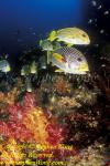 Soft Coral & Sweetlips 01 Oblique-banded & Yellow-ribbon Sweetlips RA07 Stephen WONG 010109