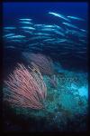 Whip Coral & Chevron Barracuda 01