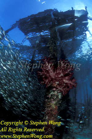 Arborak Jetty, Soft Socral & Yellow-lined Scad 04tb RA0607 Stephen WONG 010109