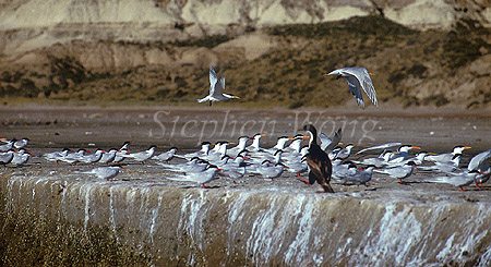 Arctic & Anarctica Terns 01 together plus Cormorant