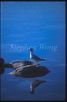 Black Head Gull 01