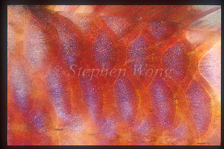 Body colors 01 of Goatfish