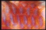 Body colors 01 of Goatfish