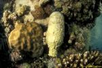 Coral Encrusted Bottle 01 090106