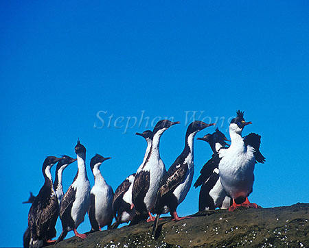 Cormorant, King Cormorant 01