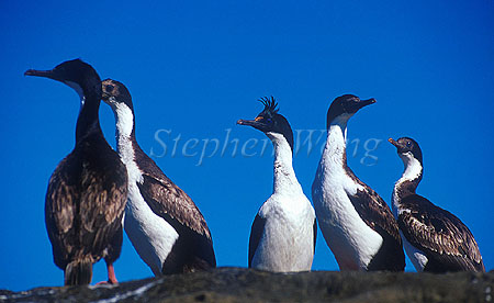 Cormorant, King Cormorant 02
